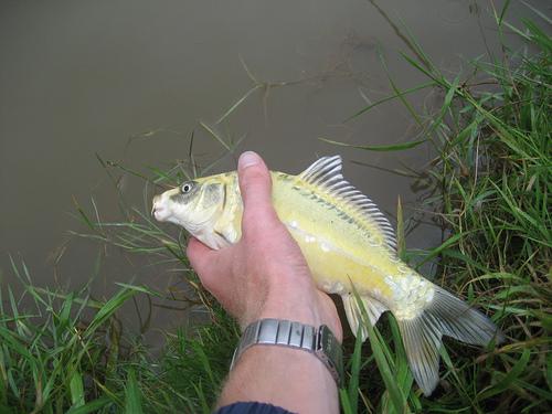 fish :) - ghost10.jpg